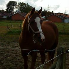 DSP Zentha - har tilredet.