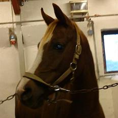 DSP Zentha - har tilredet.