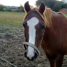 DSP Zentha - har tilredet.