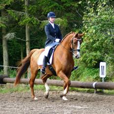Dansk Varmblod Søndermarkens Fieldman
