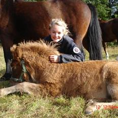 Islænder Saga fra Bundgaarden