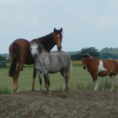 Anden særlig race spirit