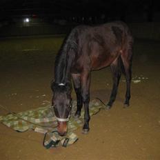 Dansk Varmblod Solheims Victor *SOLGT*