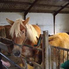 Jyde Kira Af Aggersgård RIP