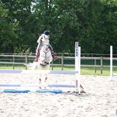 Anden særlig race Irish Pleasure *solgt*