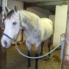 Tysk Oldenburger Silverstone