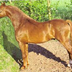 Welsh Pony af Cob-type (sec C) yss. gipsy boy <3