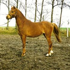 Welsh Pony af Cob-type (sec C) yss. gipsy boy <3