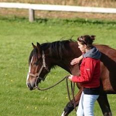 Welsh Cob (sec D) Mailunds Hadrian - tidligere hest! <3