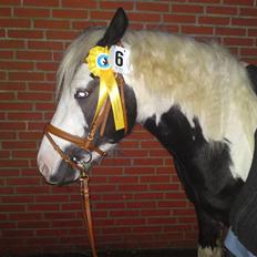 Irish Cob cronos regius (R.I.P)