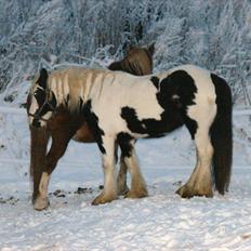 Irish Cob cronos regius (R.I.P)