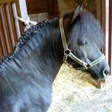 Anden særlig race : Lillebror | ~ Min Lille Laban ~