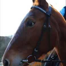 Traver Rosie (Hillary SL)