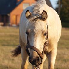 DSP Sparkling Diamond