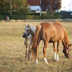 DSP Sparkling Diamond