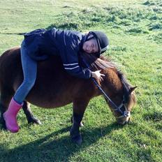 Shetlænder Prins (lillesøsters)