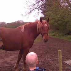 Frederiksborg Lepetit