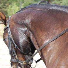 Anden særlig race Lisevangs Rosita. 