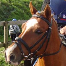 Anden særlig race Nikolaj