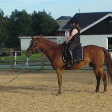 Anden særlig race Damgaard's Spirit R.I.P.