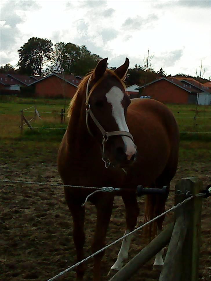 DSP Zentha - har tilredet. - velkommen til zentha´s profil :). billede 1