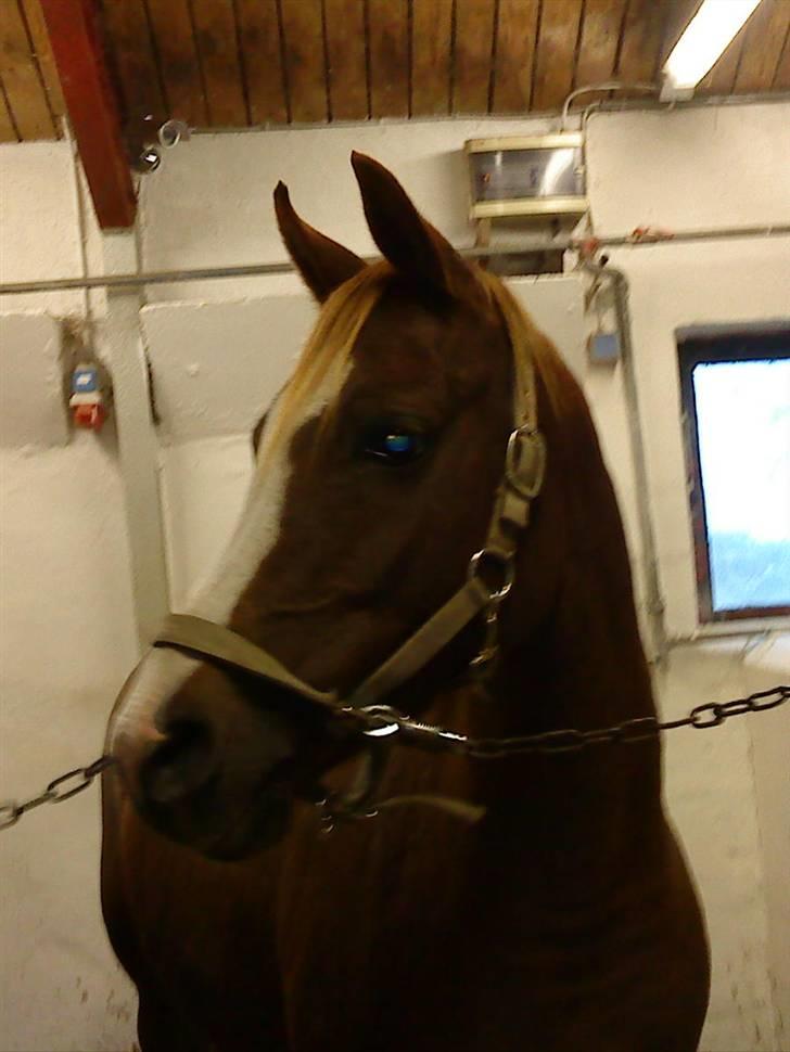 DSP Zentha - har tilredet. - zentha på staldgangen. billede 2