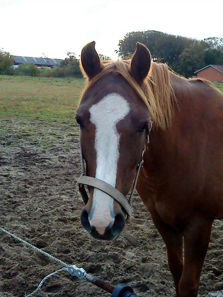 DSP Zentha - har tilredet. - zentha på fold<3. billede 3