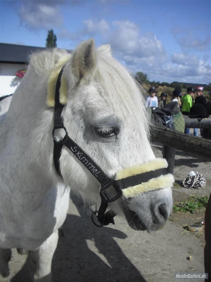 Anden særlig race Skimmel †  miss you † - 9) <3 Foto: Rikke billede 9