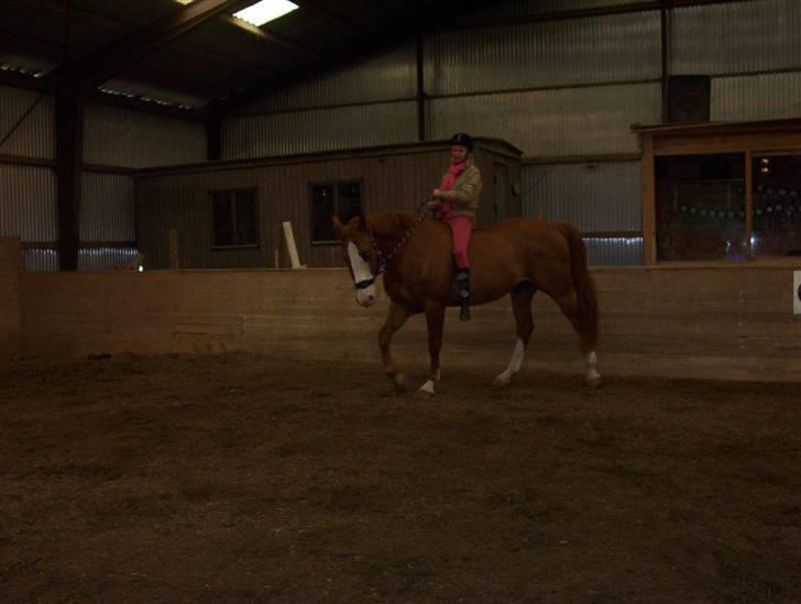 Dansk Varmblod -*Samuraj*- - 16) billede 16