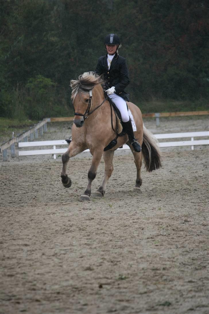 Fjordhest Athos billede 6