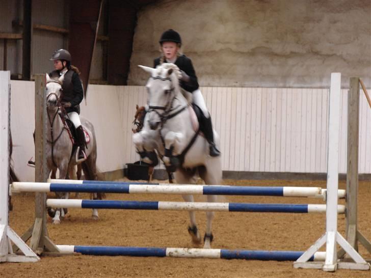 Anden særlig race Speedy Gonzales SOLGT! - godt sprunget men hvordan er det jeg ser ud i hovedt billede 14