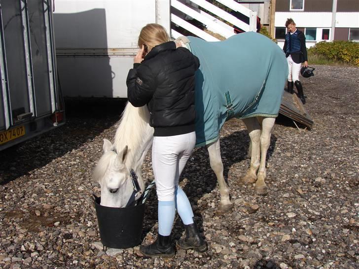 Anden særlig race Speedy Gonzales SOLGT! billede 15