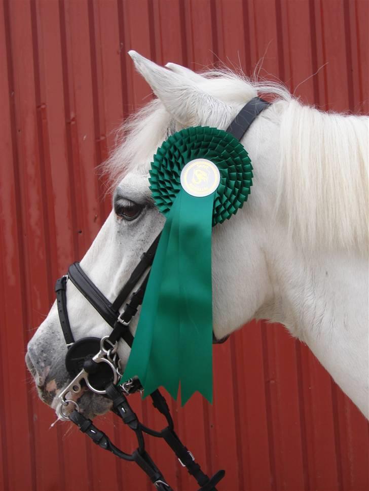 Anden særlig race Speedy Gonzales SOLGT! billede 16