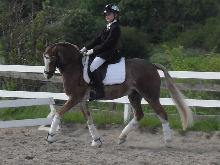Anden særlig race Mr. Robbie - solgt billede 13