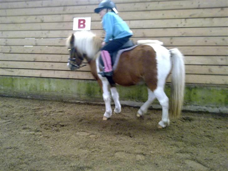 Anden særlig race Tulle (solgt) - Ved ikke lige hvad den lille rytter laver der ;o))) billede 4