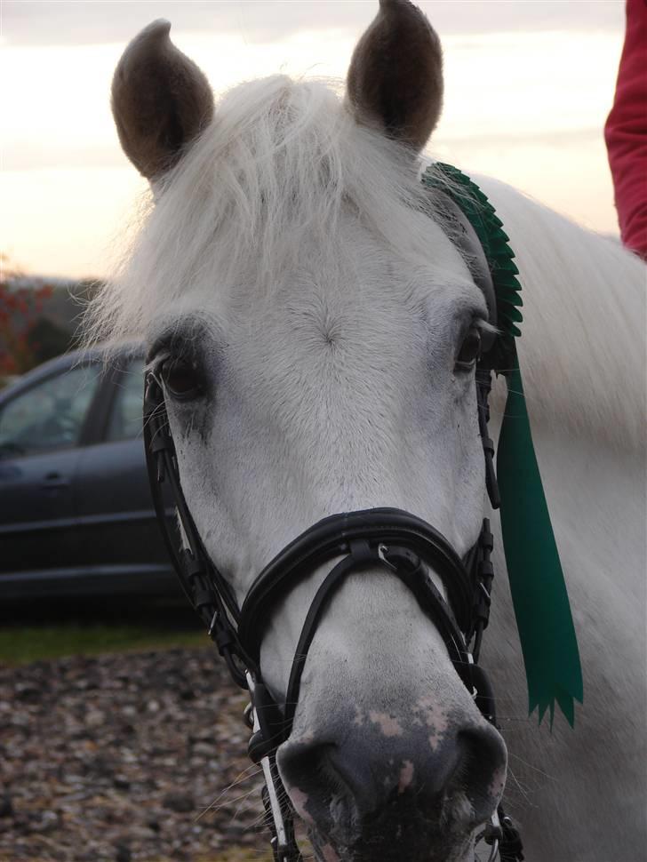 Anden særlig race Speedy Gonzales SOLGT! billede 19
