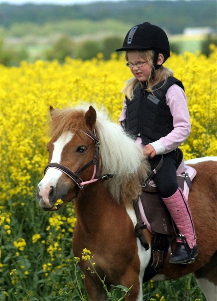 Anden særlig race Tulle (solgt) - En forårsdag i rapsen (foto: A-foto teamflyingadonis.dk) billede 6