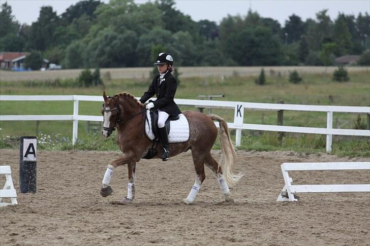 Anden særlig race Mr. Robbie - solgt - Uf han kan flytte benene min lille pony-dreng billede 15