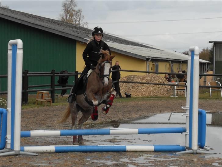 Anden særlig race Mr. Robbie - solgt - Mit første spring på Mr. Robbie  billede 16