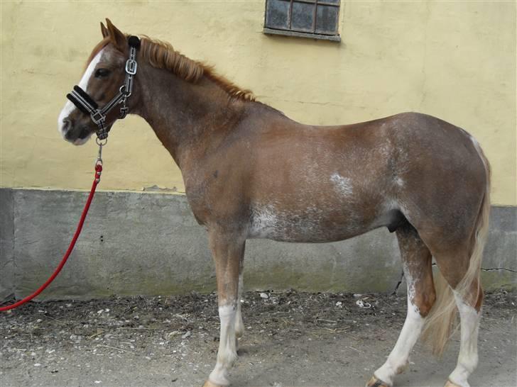 Anden særlig race Mr. Robbie - solgt - Smukke Mr. Robbie billede 19