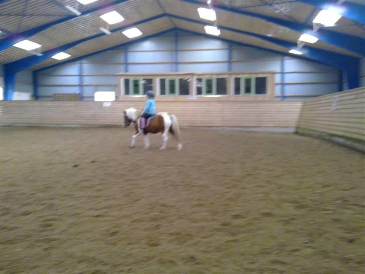 Anden særlig race Tulle (solgt) billede 8