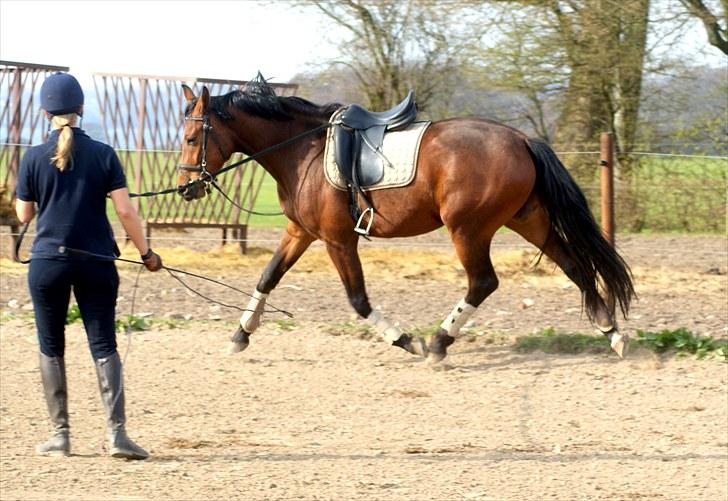 Dansk Varmblod Holstegårds Picachia  - Pippa - April 2010 - Tilridning billede 9