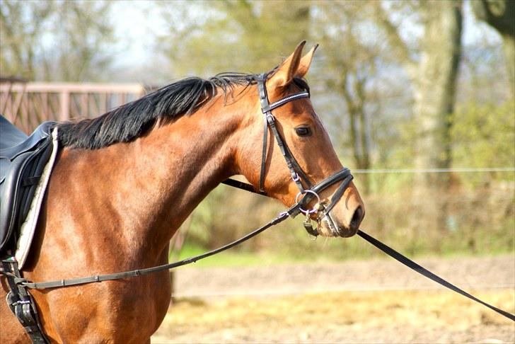 Dansk Varmblod Holstegårds Picachia  - Pippa - April 2010 - Tilridning billede 13