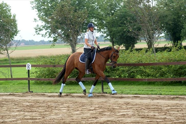 Dansk Varmblod Holstegårds Picachia  - Pippa - August 2010, efter 1 måneds pause billede 14