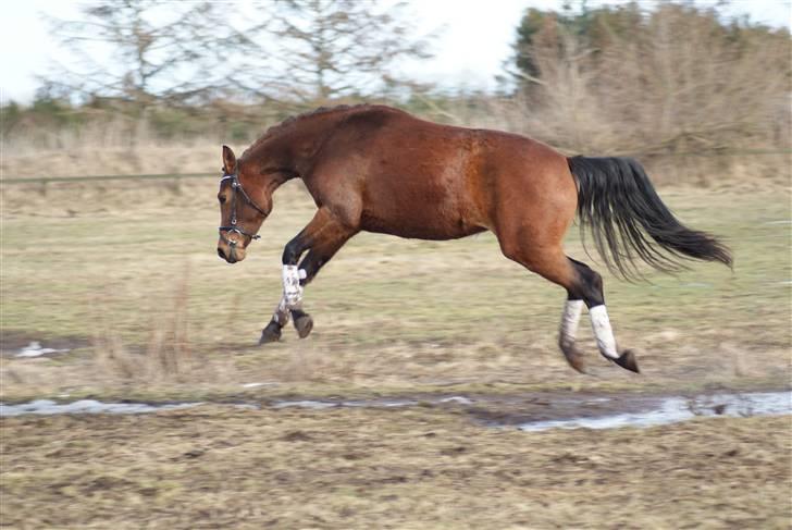 Dansk Varmblod Holstegårds Picachia  - Vild 2 års - Springer vandpytter <3 billede 15
