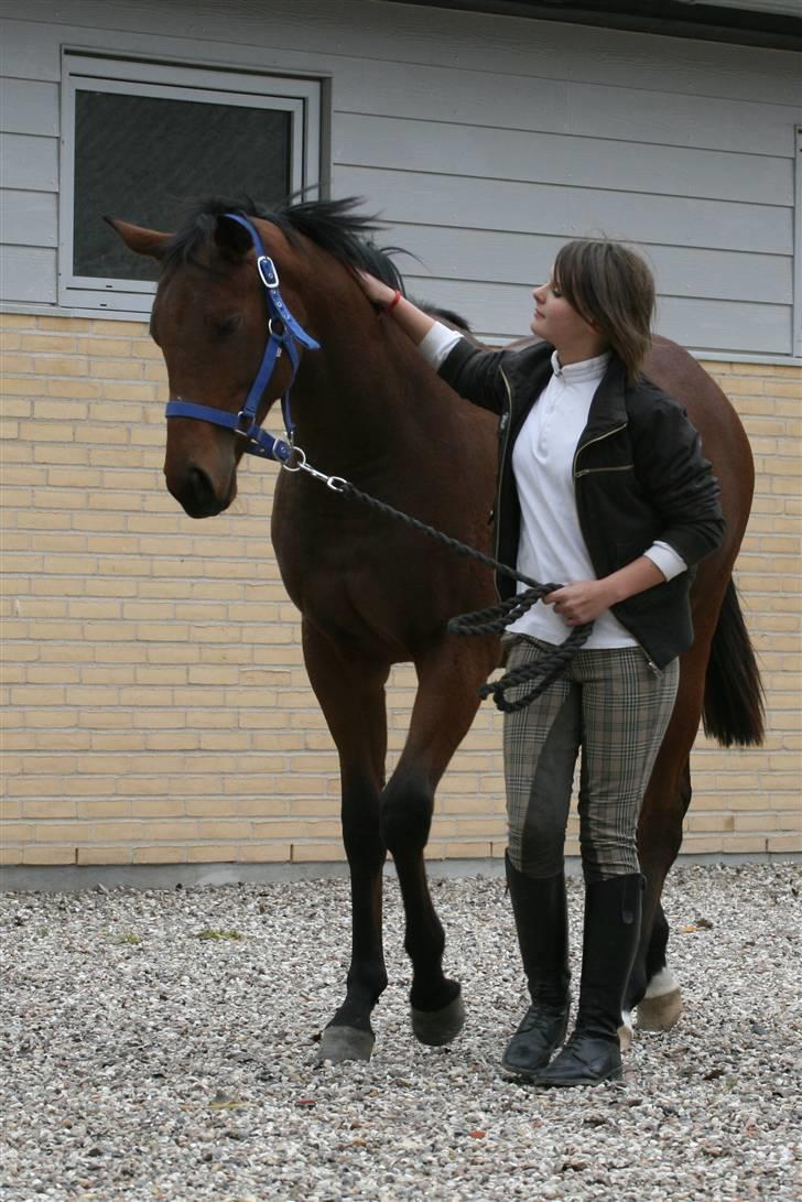 Fuldblod (XX) Kandis<3 (DEN) - 19: Lidt ros skal man have når man er dygtig<3 ¤Foto: Sorte Perler¤ billede 18