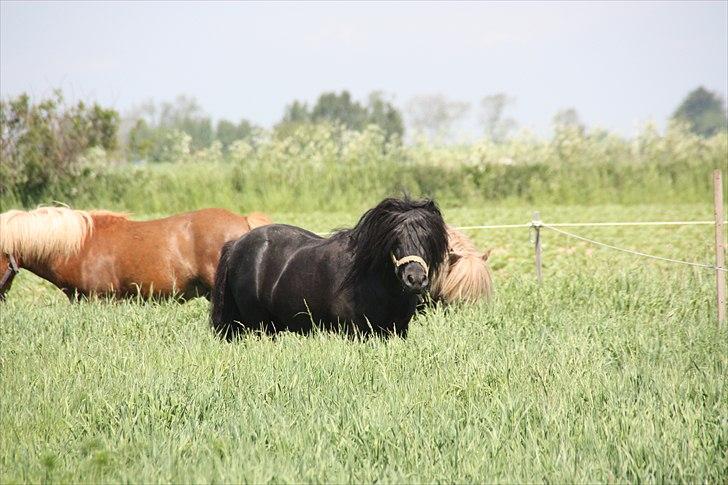 Shetlænder Søndergårds Mac - Græs er nu herligt nok (:  billede 9