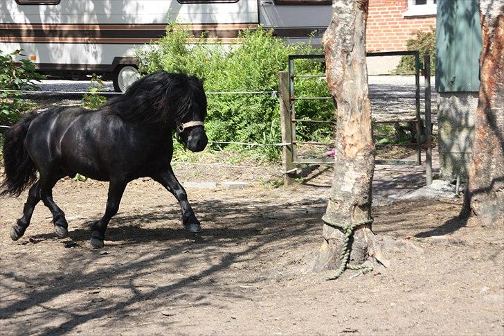 Shetlænder Søndergårds Mac - Flotte ponyfyr (:  billede 10