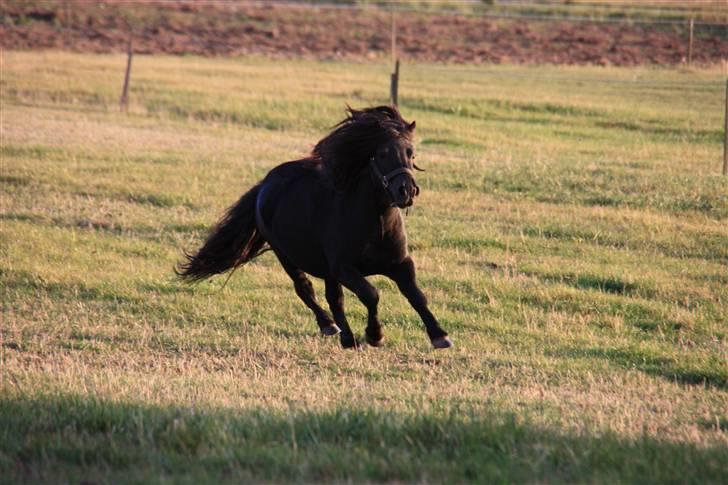 Shetlænder Søndergårds Mac - Løb!! billede 11