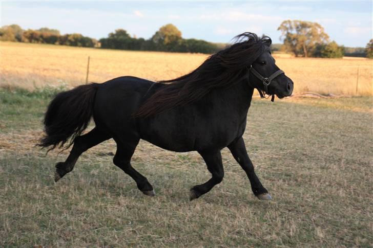 Shetlænder Søndergårds Mac - I super trav, ude på folden :b  billede 12
